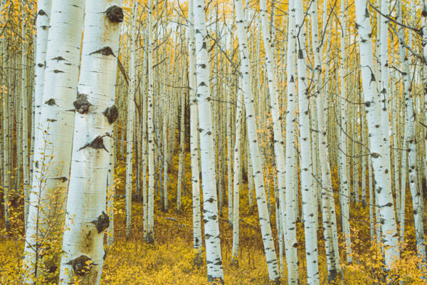 Aspen Trees