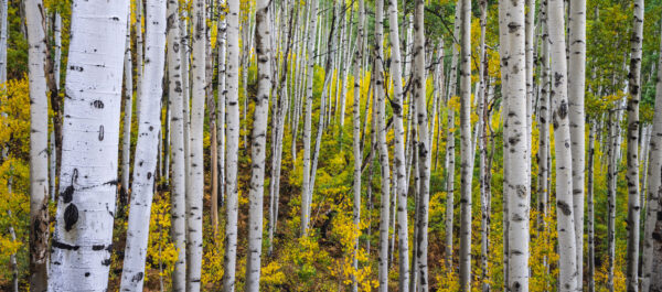 Aspen Trees - Image 3