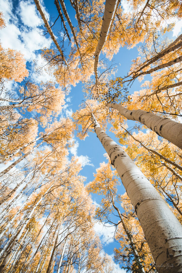 Aspen Trees Skyscrapers