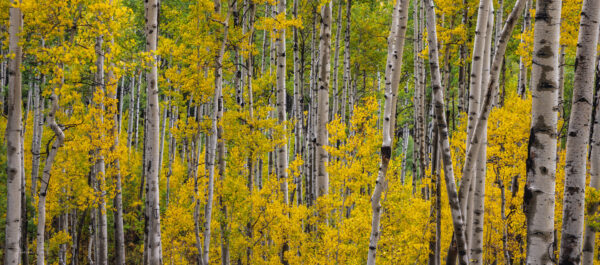 Green Aspen Trees