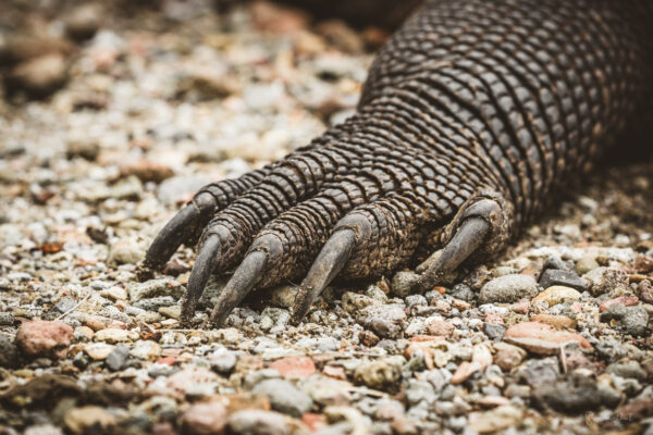 Komodo Dragon's Claw