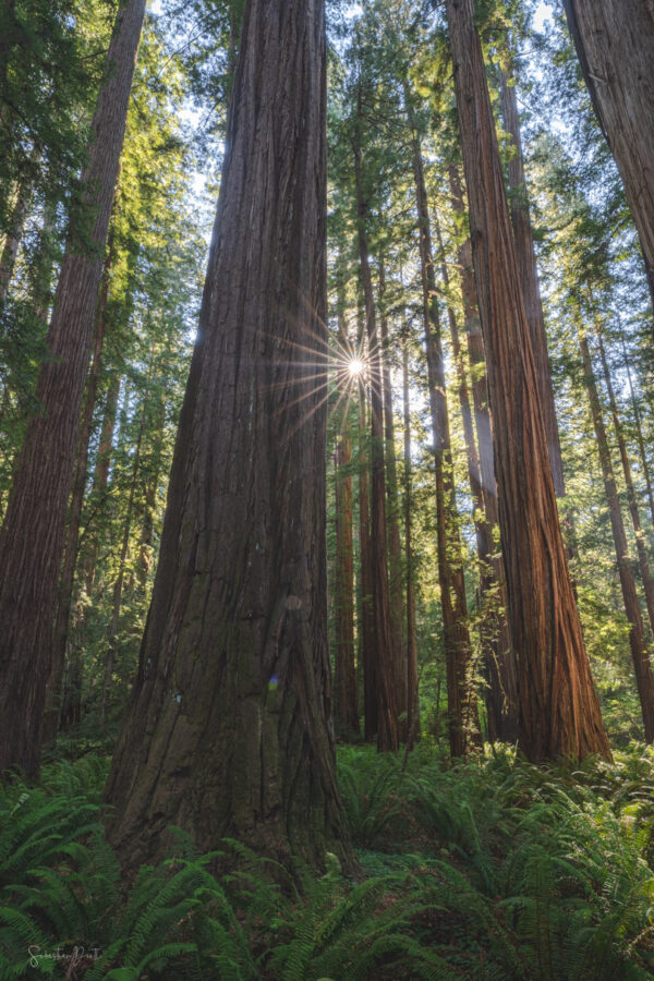 Redwood Giants