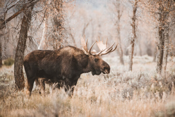 Moose Willow Flats