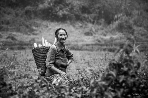 Laos Rice Lady