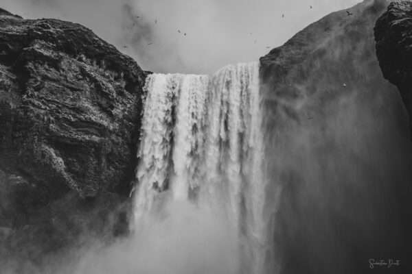 Skogafoss Birds