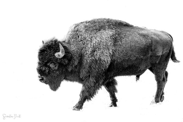 Tatanka III