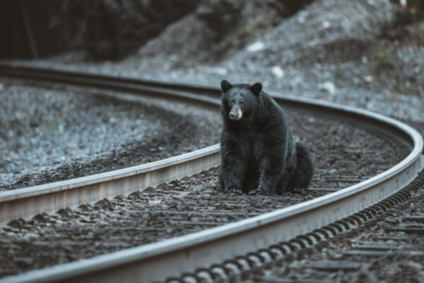 Black Bear Express Train