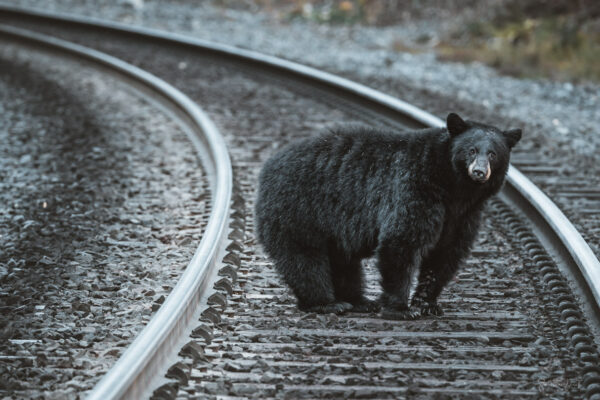 Black Bear Express Train