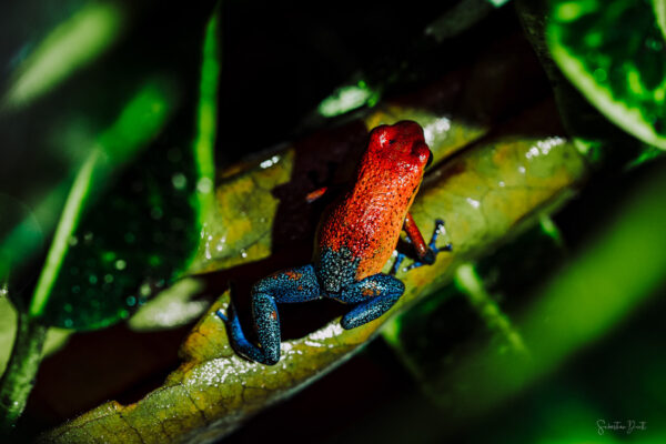 Blue Jeans Poison Dart Frog Oophaga Pumilio II