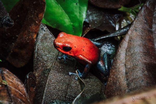 Blue Jeans Poison Dart Frog Oophaga Pumilio III