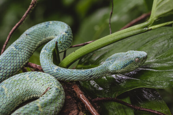 Bothriechis Lateralis Side Striped Pit Viper