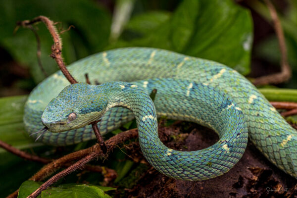 Bothriechis Lateralis Side Striped Pit Viper