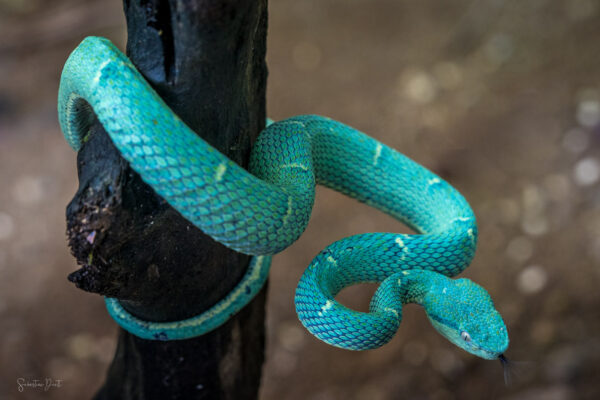 Bothriechis Lateralis Side Striped Pit Viper