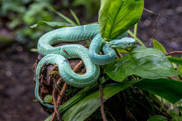 Bothriechis Lateralis Side Striped Pit Viper