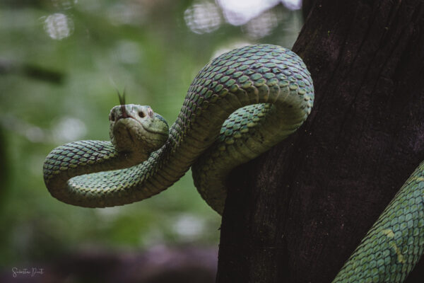 Bothriechis Lateralis Side Striped Pit Viper II