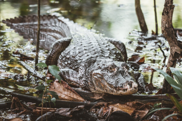 Caiman Manuel Antonio Cost Rica