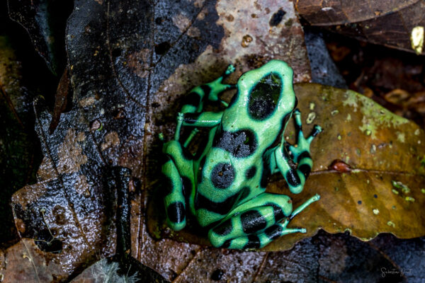 Camouflage Frog Dendrobates Auratus