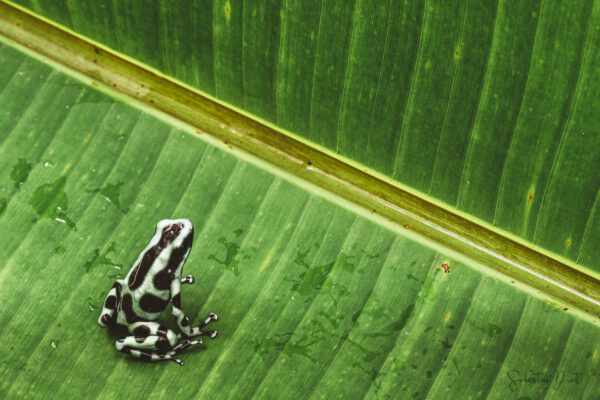 Camouflage Frog Dendrobates Auratus