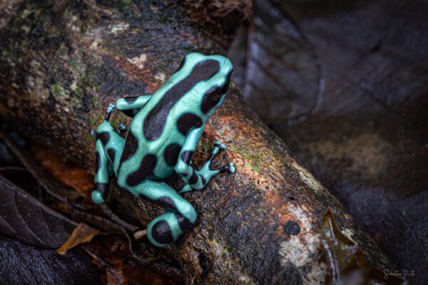 Camouflage Frog Dendrobates Auratus