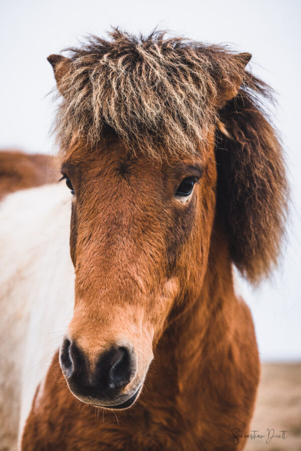 Icelandic Horses