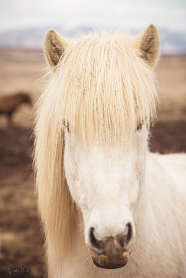 Icelandic Horses II