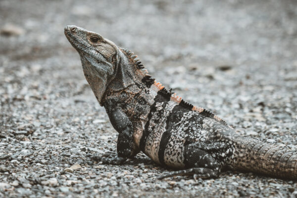 Iguana Costa Rica