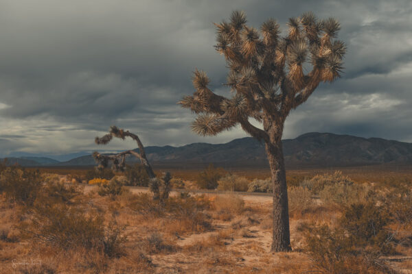 Joshua Tree