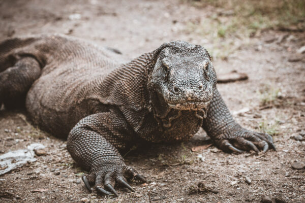 Komodo Dragon