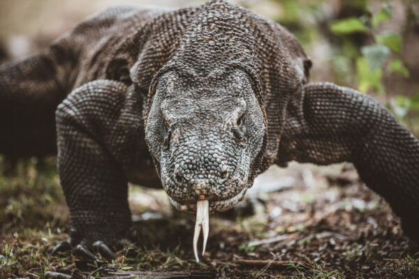 Komodo Dragon