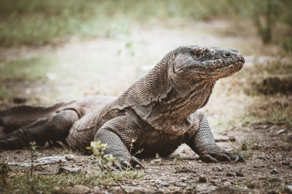 Komodo Dragon