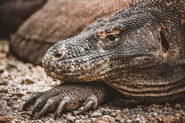 Komodo Dragon