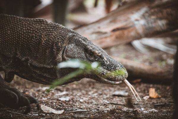 Komodo Dragon Rinca