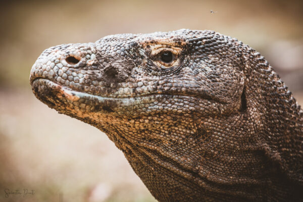 Komodo Dragon Rinca