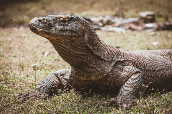 Komodo Dragon Rinca