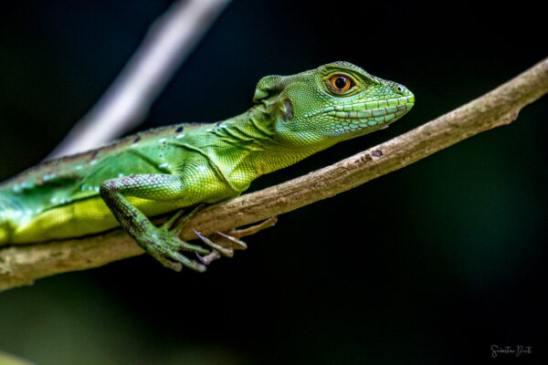 La Fortuna Lizard