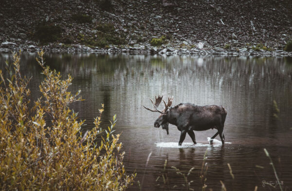 Moose Maroon Lake