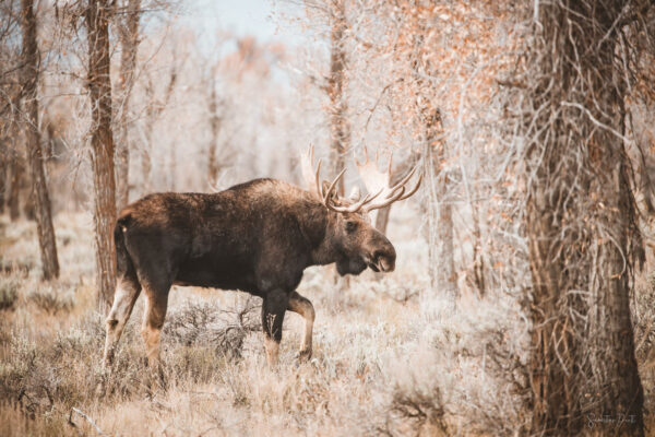 Moose Willow Flats