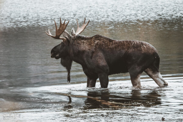 Moose in the Lake