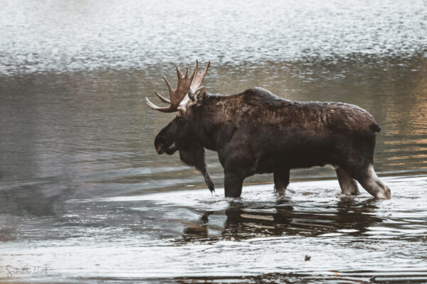 Moose in the Lake