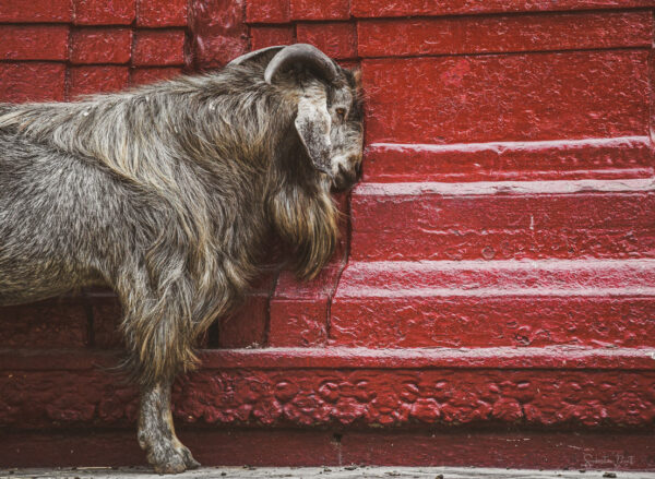 Varanasi Goat