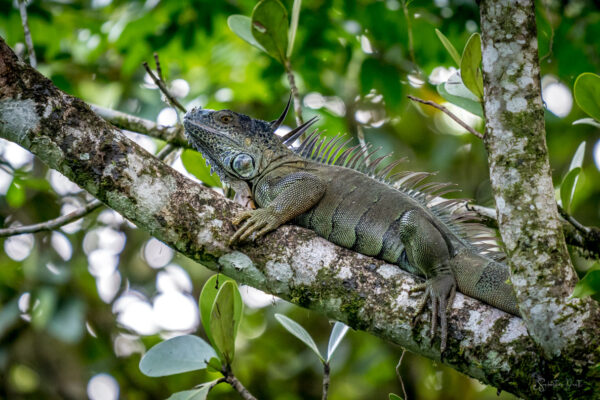 Osa Peninsula Iguana