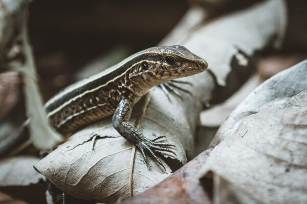 Osa Peninsula Lizzard