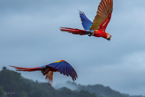 Osa Peninsula Macaw Couple