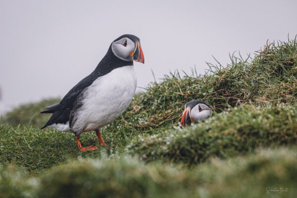 Puffins