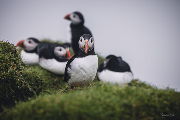 Puffins