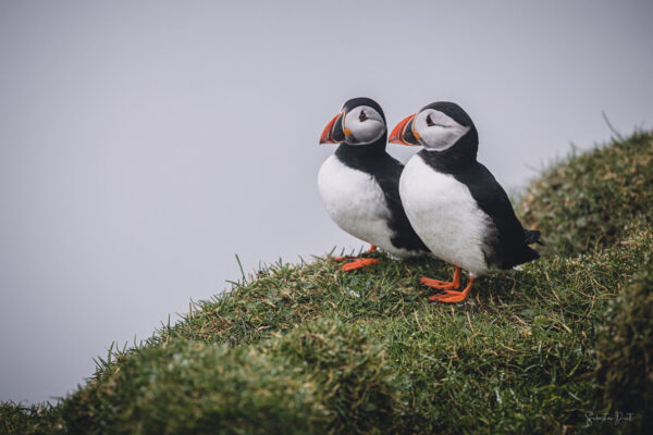 Puffins