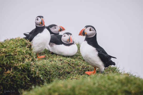 Puffins