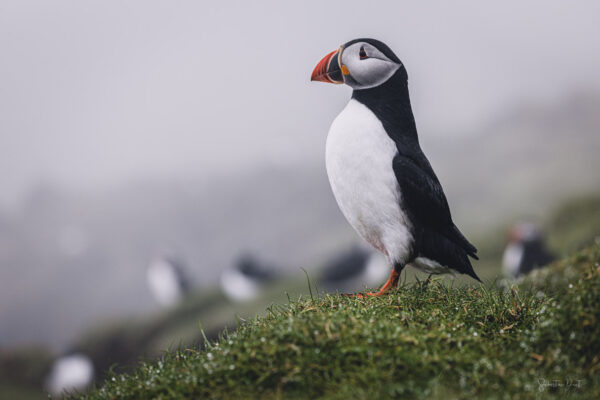 Puffins