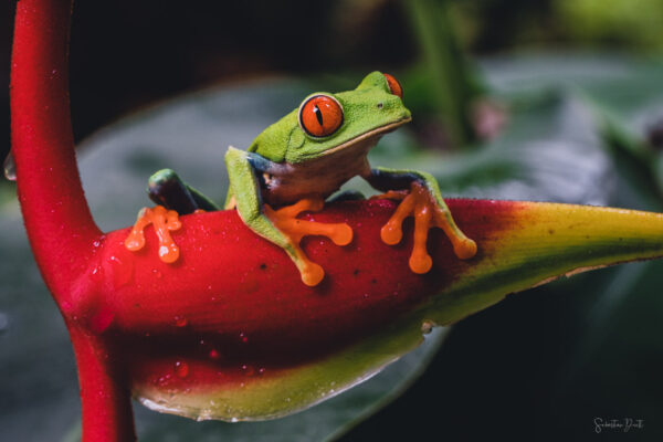 Red Eyed Tree Frog Pura Vida