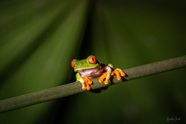 Red Eyed Tree Frog Pura Vida